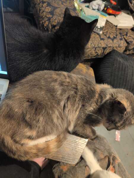 Get A Compass! The Excellent Cats embrace a new rallying cry