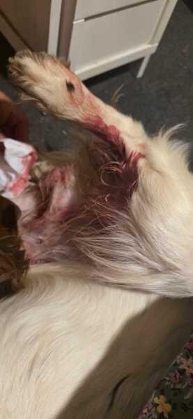 Dogs burst abscess 😲