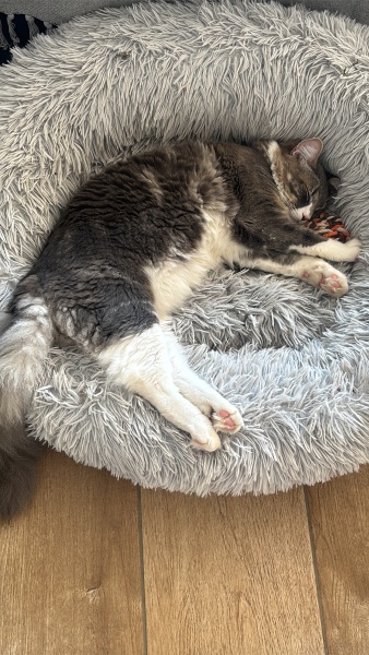 How big will my kitten get?