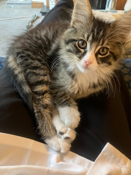 Recommendations for a sturdy cat tree for a Maine Coon kitten