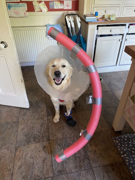 Dog won’t stop licking paw