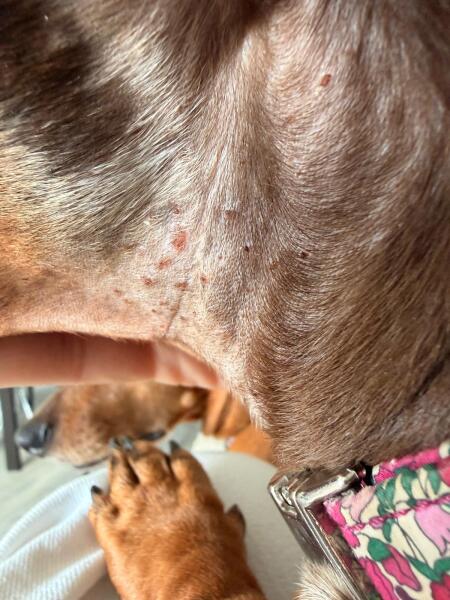 Sausage dog with itchy rash on neck and side