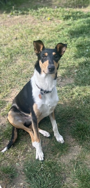 Vulnerable Dog Breeds UK - do you have one?