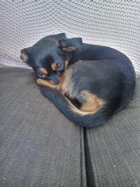 To strongly dislike small dogs