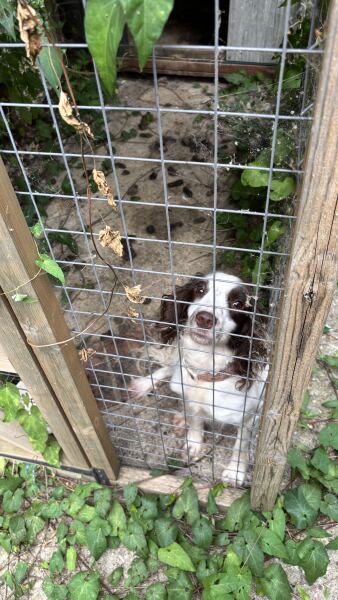 Advice on neighbours dog…neglected.