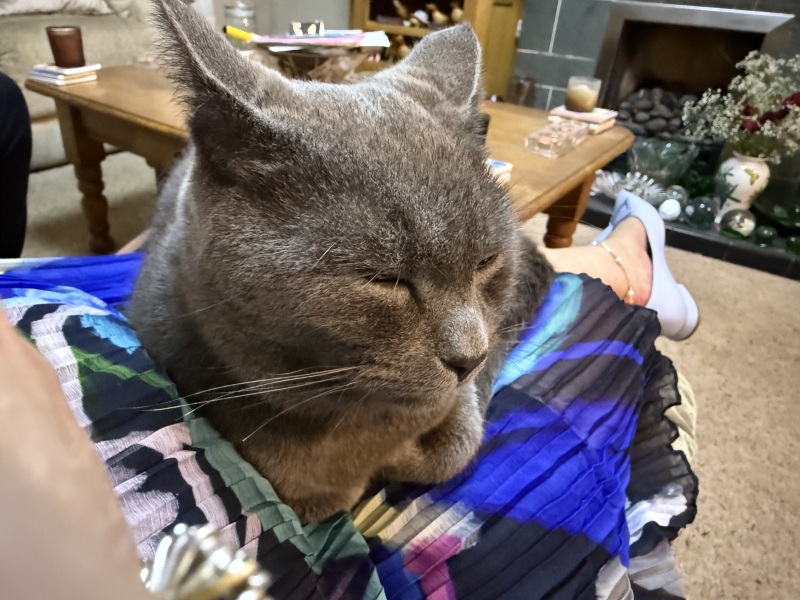 Get A Compass! The Excellent Cats embrace a new rallying cry