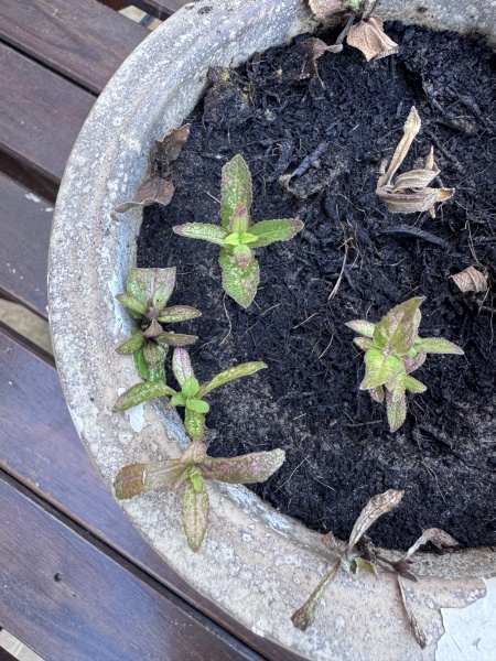 Salvia caradonna cuttings - what next?