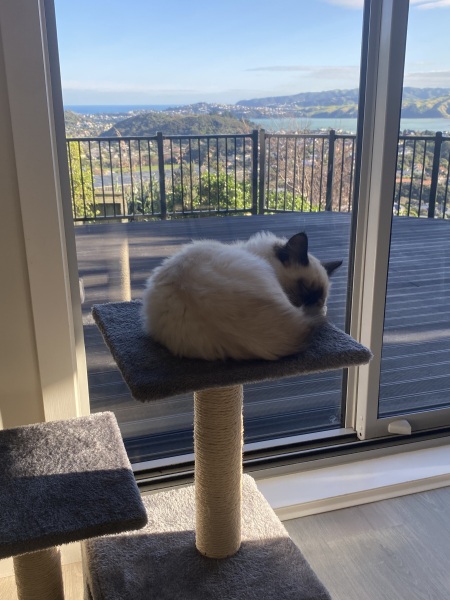 So annoyed at my cat