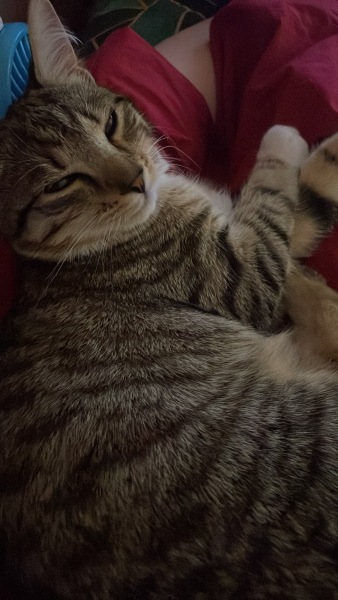 Silly things cats do.