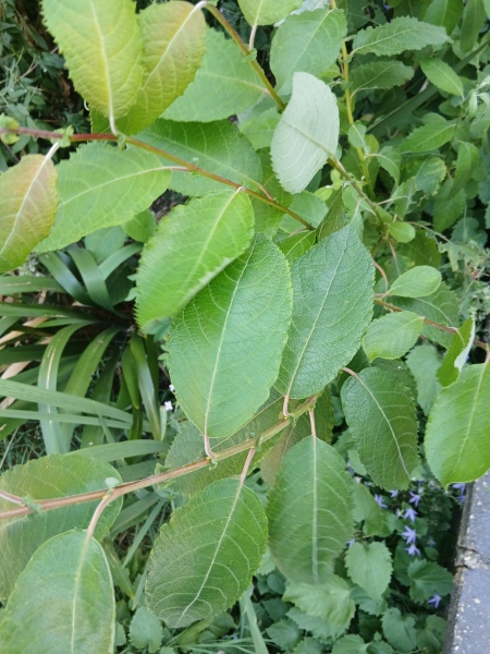 Any idea what this plant is?