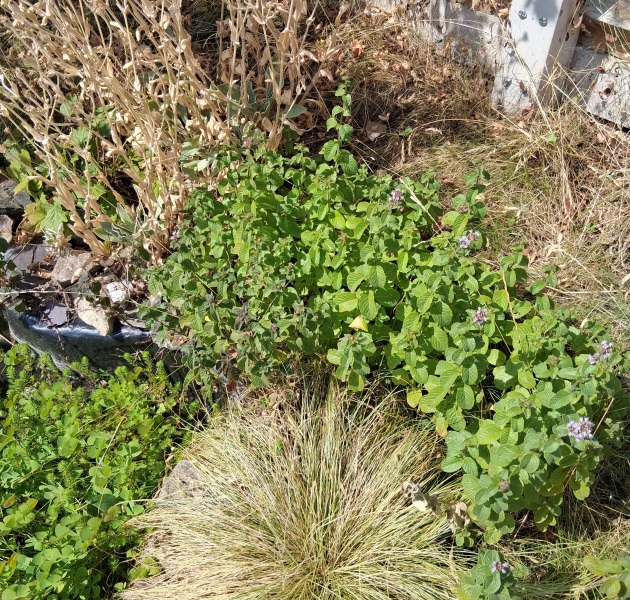 How is your garden coping in this heat?