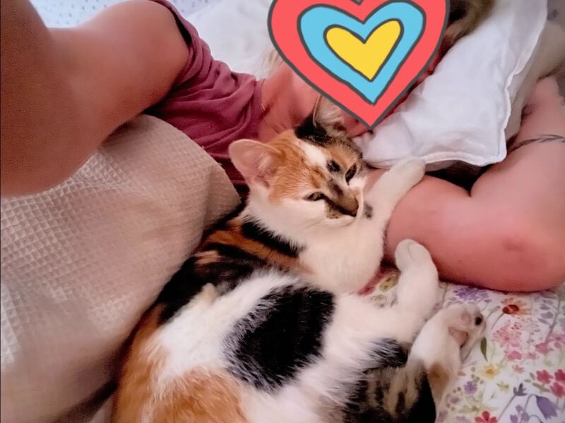 New tiny kitten