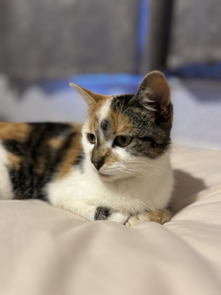New tiny kitten