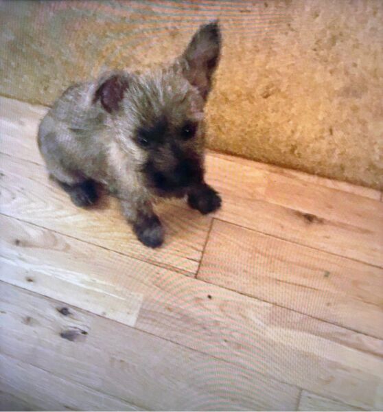 To strongly dislike small dogs