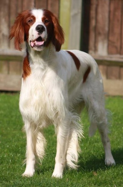 Vulnerable Dog Breeds UK - do you have one?