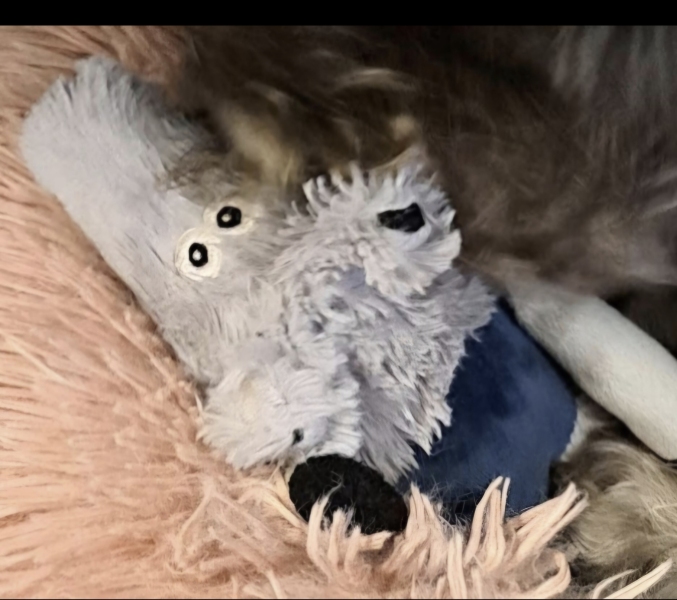 Missing dog toy - help
