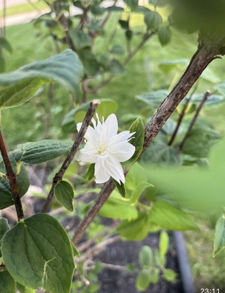 Plant ID please