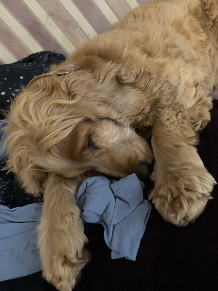 What helped your nervous rescue dog?
