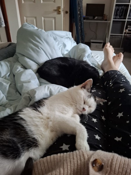 Pets - specifically cats related (posting here for traffic) - sense check before I agree to get kittens!