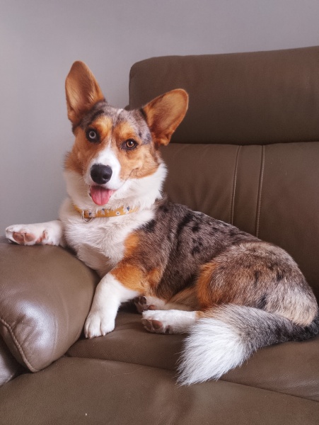 Vulnerable Dog Breeds UK - do you have one?