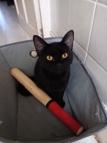 Help! Cat coming in my house