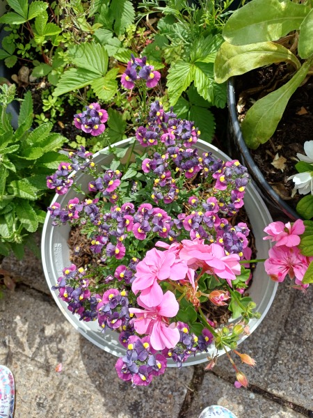 Bedding plants for a windy garden