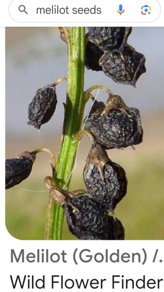 Weeds Have Rights Too !