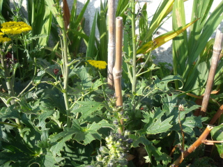 What is eating my delphiniums and how can I stop it?