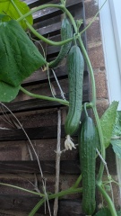 2026 Allotmenteers - have we lost the plot?!