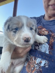 Puppy survival tips for bringing home a female Border Collie