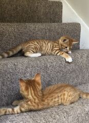 Help to name new kitten (tax incoming)