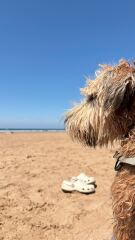 Vulnerable Dog Breeds UK - do you have one?