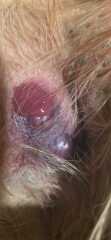 Dogs burst abscess 😲
