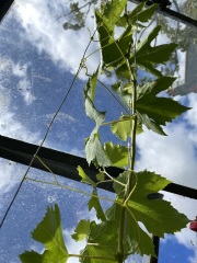 Are you good at growing grapes? Advice needed