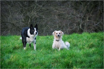 To strongly dislike small dogs