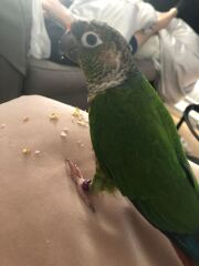Does anyone have a parrot?