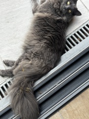 Best brushes for a floof