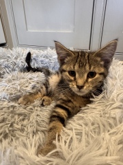 New kittens after losing our boy