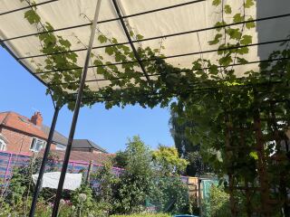Pergola?