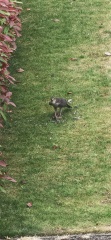 Bird ID help please