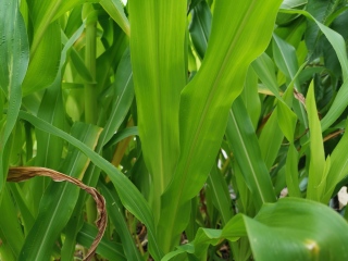 Sweetcorn plants tall but no ears yet, any chance of cobs?
