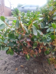 Should I move struggling azaleas now or wait until autumn?