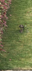 Bird ID help please