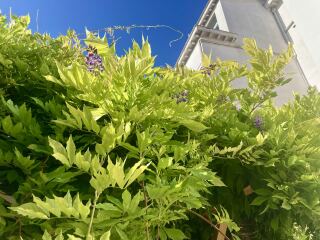 Pruning and deadheading