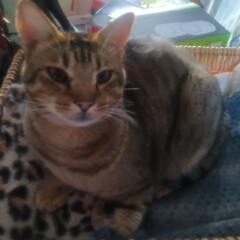 Siamese or not?!