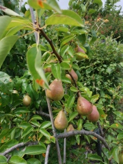 Red spots appearing on pear tree leaves, any idea what they are?
