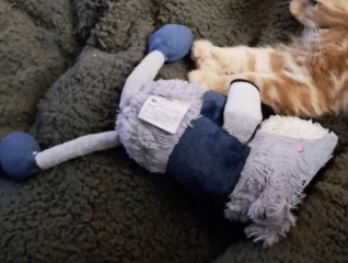 Missing dog toy - help