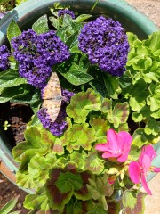 Bedding plants for a windy garden