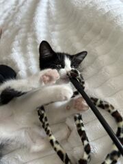 Need a kitten name please.