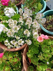 Bedding plants for a windy garden